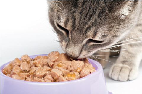 how to get rid of yeast in cats