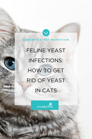 how to get rid of yeast in cats