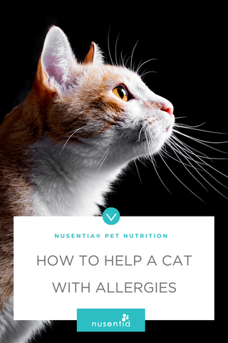 how to help a cat with allergies