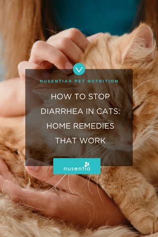 how to stop diarrhea in cats