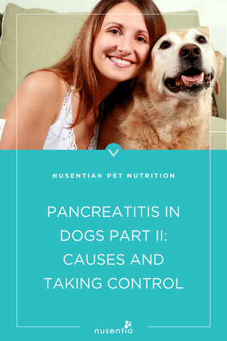 how to treat pancreatitis in dogs