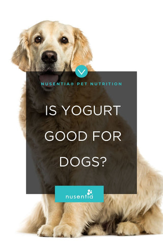 is yogurt good for dogs