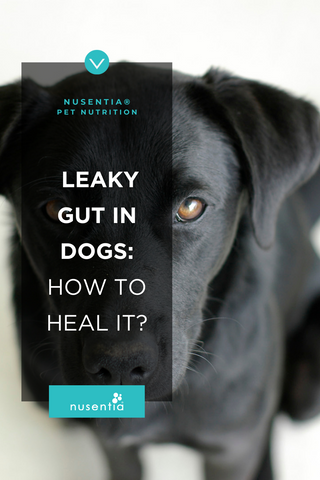 leaky gut in dogs