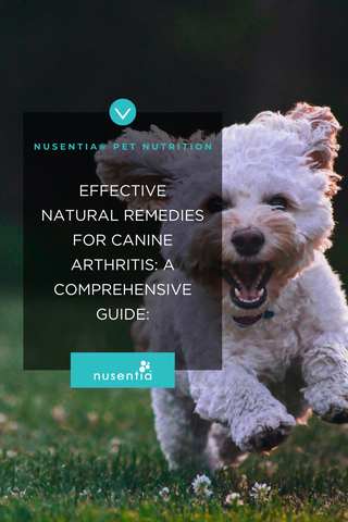 Natural Arthritis Solutions for Dogs
