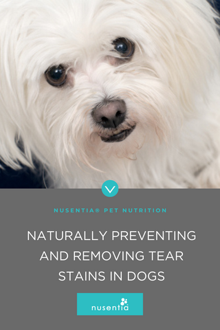 natural remove dog tear stains