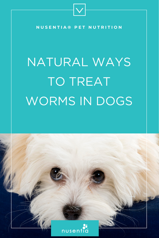 natural ways to treat worms in dogs