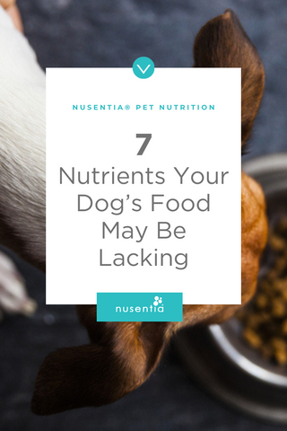 nutrients your dogs food may be lacking