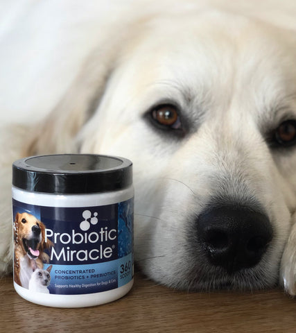 use probiotics for bad dog breath