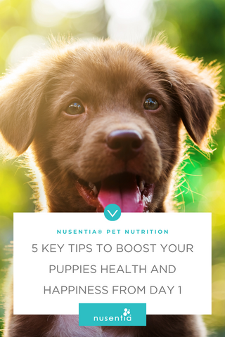 new puppy care tips