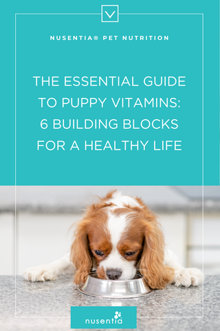 puppy vitamins guide