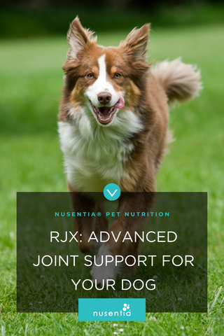 best joint supplement for dogs