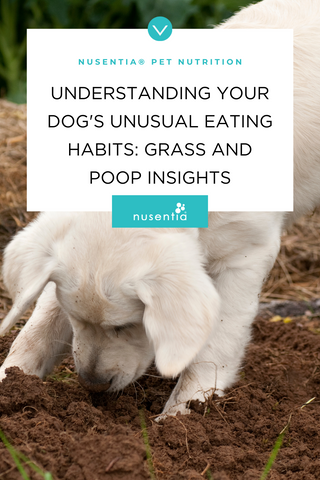 Why dogs eat poop and grass
