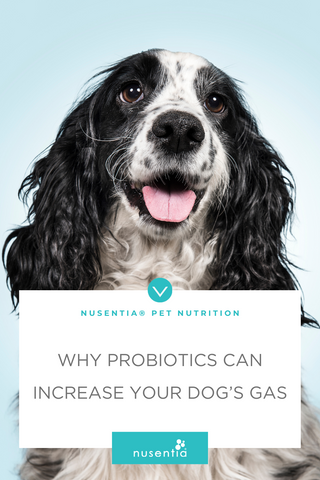 probiotics caused dog gas