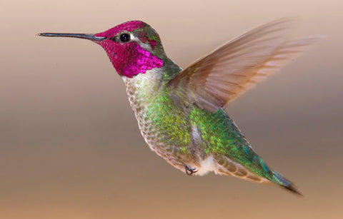 annahummingbird