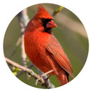 CardinalMale-copy-300x300.jpg__PID:e2ef2dde-8aca-4751-a531-8a9e6d8c3a3a