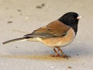 Dark-eyed Junco.jpeg__PID:d2a4a508-b36a-4d96-9968-166c51df41d9