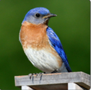 bluebird.png__PID:842ee5e3-ac70-48e8-b93b-350c52814253