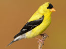 goldfinch.jpeg__PID:4b09853f-eaf9-476b-9a98-2addc658af02