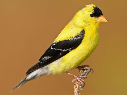 goldfinch.jpeg__PID:4b09853f-eaf9-476b-9a98-2addc658af02