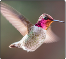 hummingbirdruby.png__PID:6403e526-27ee-4dda-af23-304539e82290