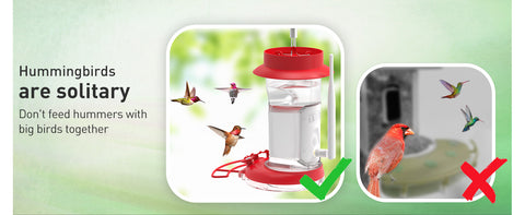 don't feed hummingbirds with other big birds together