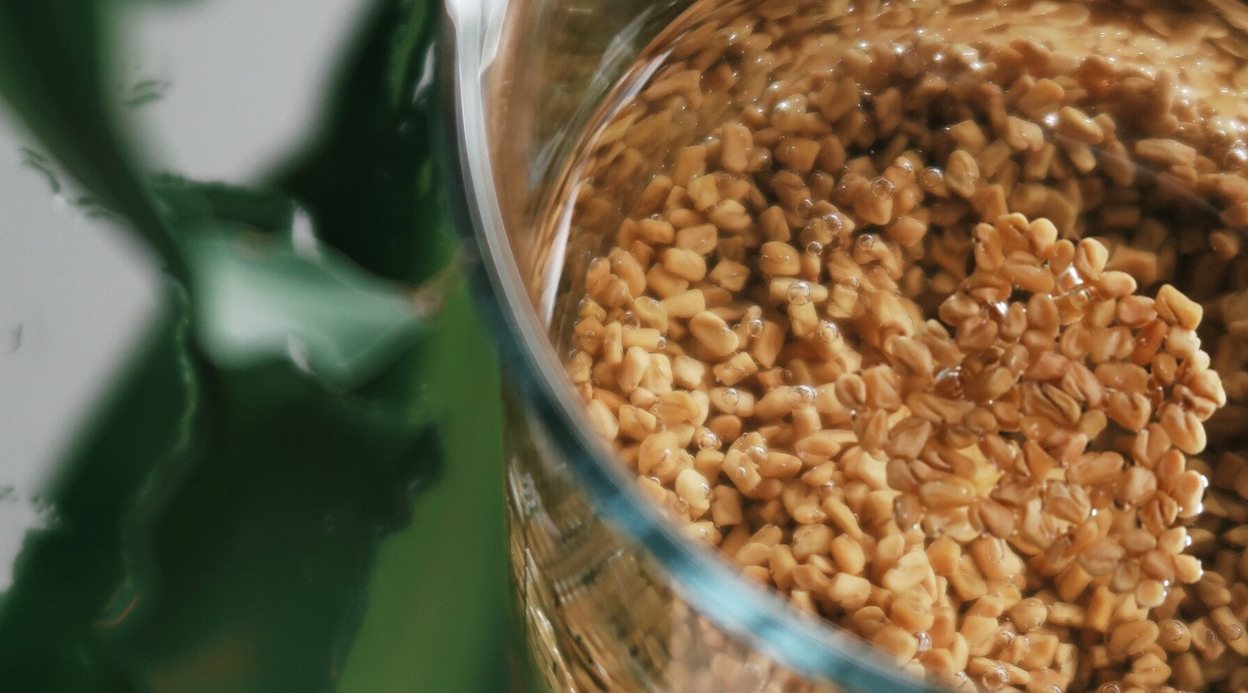 Fenugreek for hair benefits