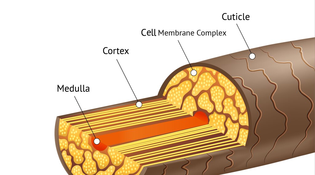 How To Fix Hair Damage 3 Ways To Avoid Disaster  Behindthechaircom