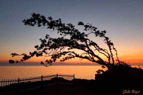 Tree at pre dawn by the ocean