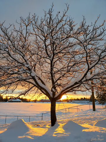 Snowy tree at sunrise 