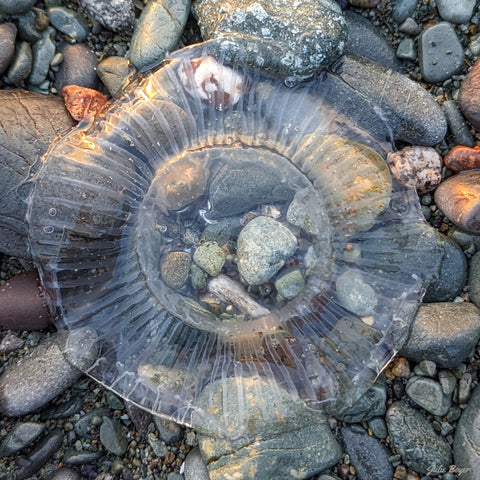 Moon jellyfish 