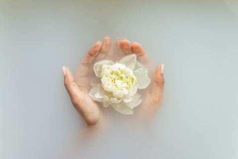 lotus flower in milky water behind held by two hands