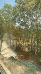 View out of the train window of green trees
