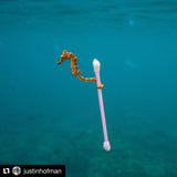 Seahorse with Plastic Cotton Bud