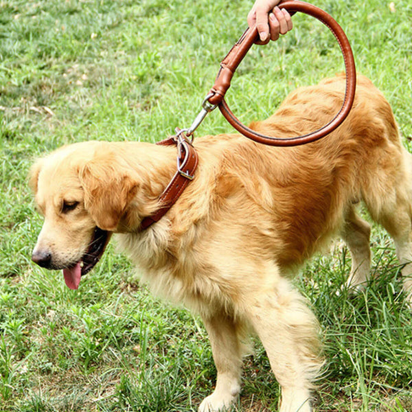 2-in-1-Hundehalsband und Leine aus gerolltem Leder. Kaufen Sie Halsbänder und Geschirre für Haustiere auf Mounteen. Weltweiter Versand möglich.