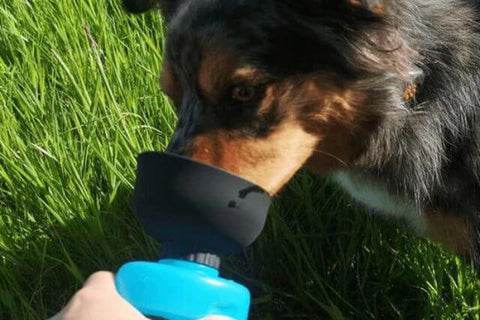 BPA-freie Outdoor-Wasserflasche für Hunde