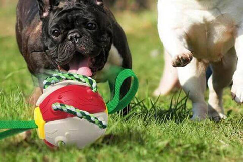Jouet interactif pour chien avec boule de frisbee rebondissante