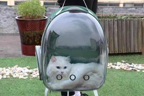 Porte-sac à dos mignon chat transparent