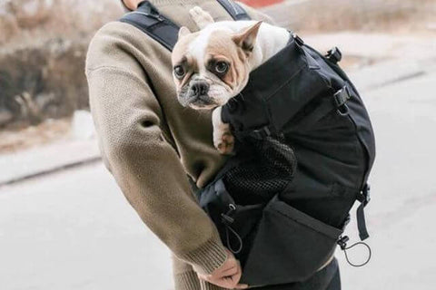 Dog Holder Backpack