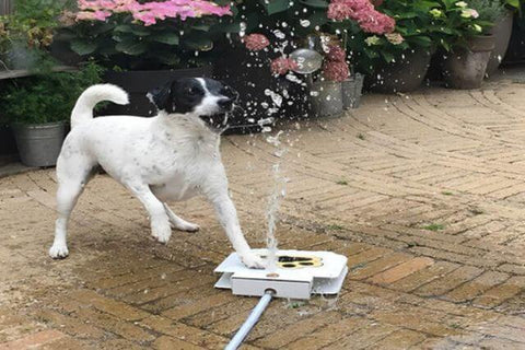 Dog Water Fountain