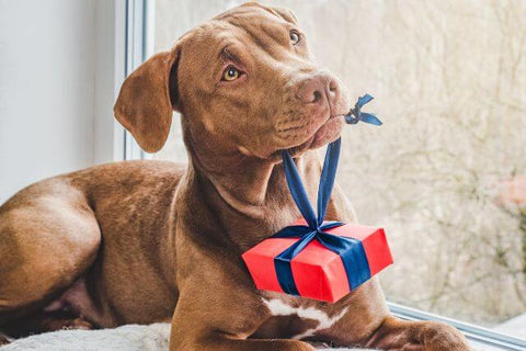Was sind die besten Geschenke für Haustiere?