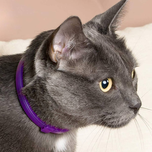 Beruhigendes Halsband für Katzen. Kaufen Sie Katzenbedarf auf Mounteen. Weltweiter Versand möglich.