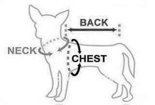 Measuring Your Dog – How To Measure A Dog