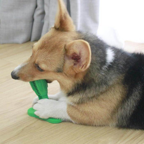 Zahnbürstenspielzeug für Hunde. Kaufen Sie Hundespielzeug auf Mounteen. Weltweiter Versand möglich.
