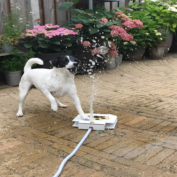 Fontaine à eau pour chien. Achetez des fournitures pour chiens sur Mounteen. Expédition mondiale disponible.