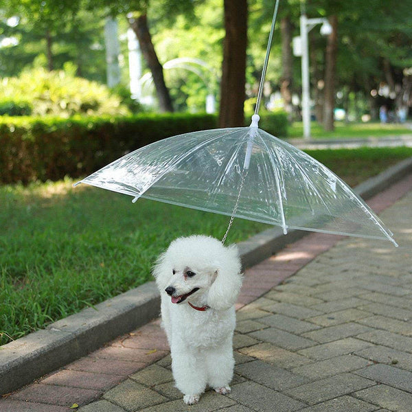 Regenfeste Regenschirm-Hundeleine für kleine Hunde. Kaufen Sie Hundebedarf auf Mounteen. Weltweiter Versand möglich.