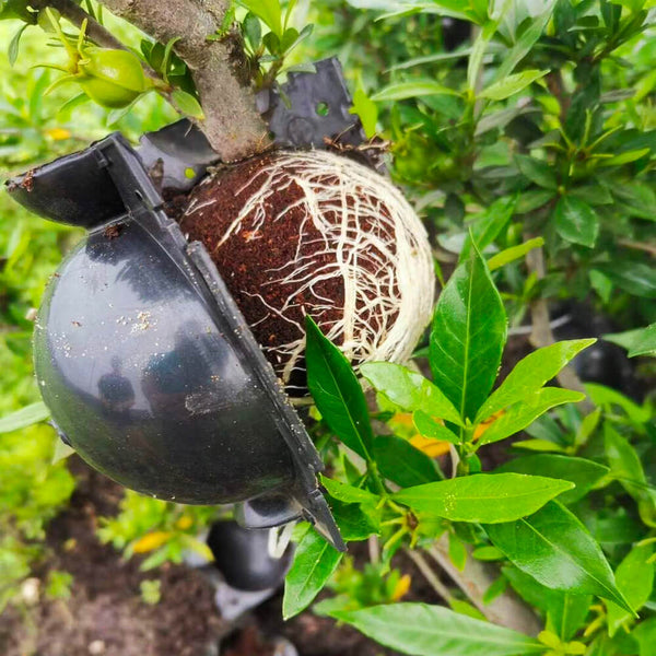 Boîte de culture instantanée de racines de plantes - Acheter en ligne