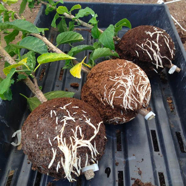 Instant Plant Root Growing Box – Kaufen Sie bei Mounteen