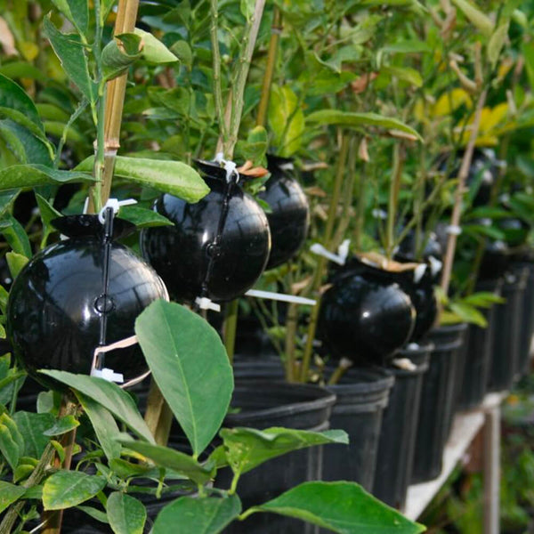 So verwenden Sie die Pflanzbox für Pflanzenwurzeln – Mounteen