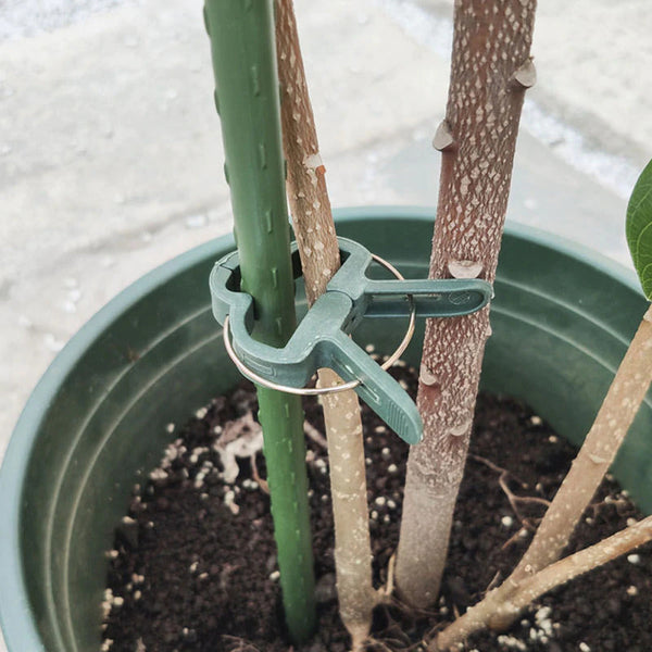 Green Plastic Plant Support Clips - Buy online