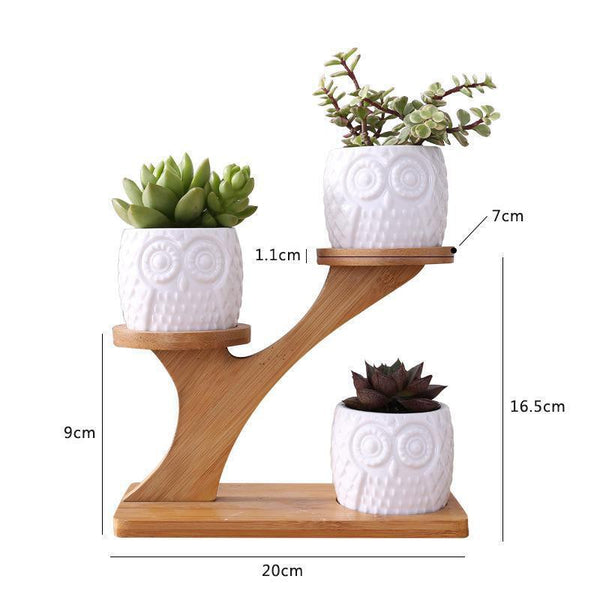 Owl Succulent Planter - Buy on Mounteen